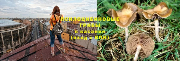 прущие грибы Вяземский